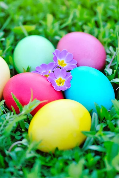 Colored easter eggs with flowers primrose on green grass — Stock Photo, Image