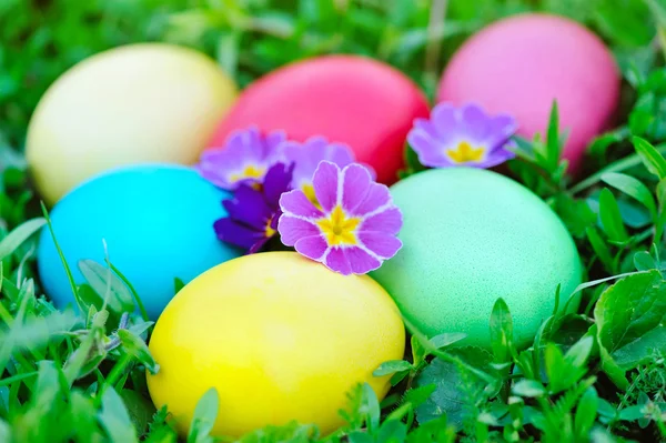 Ovos de páscoa coloridos com flores prímula na grama verde — Fotografia de Stock