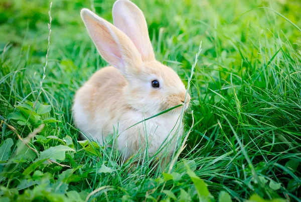 Little rabbit on green grass — Stock Photo, Image