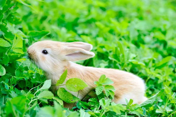 Petit lapin sur herbe verte — Photo