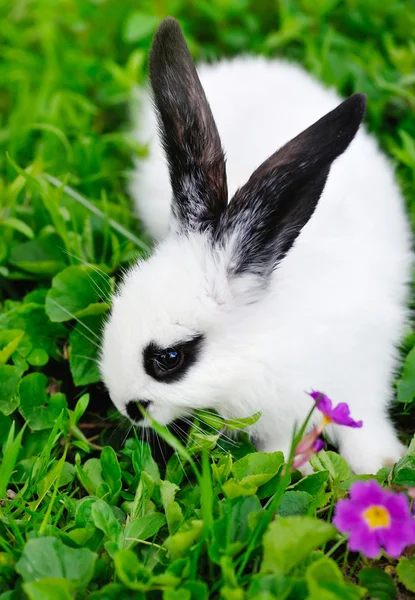 Baby wit konijn op gras — Stockfoto