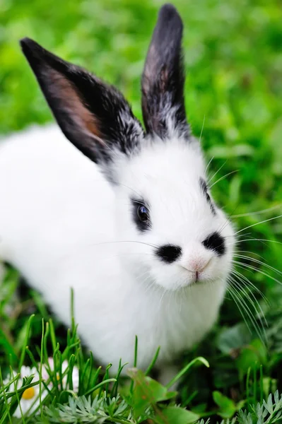 Bebek beyaz tavşan çimenlerin üzerinde — Stok fotoğraf