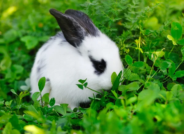 Baby white rabbit on grass — Stock Photo, Image