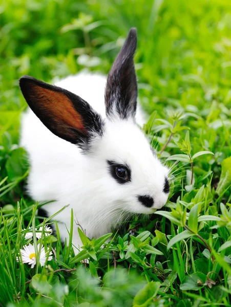 Baby weißes Kaninchen auf Gras — Stockfoto