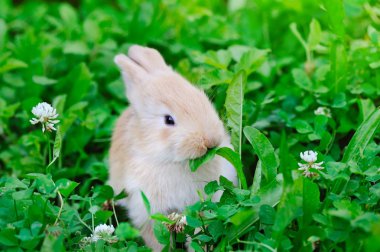 Küçük tavşan yeşil çimlerin üzerinde