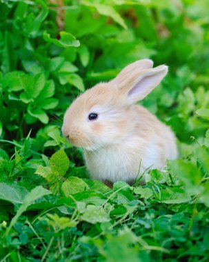 Küçük tavşan yeşil çimlerin üzerinde