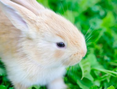 Küçük tavşan yeşil çimlerin üzerinde