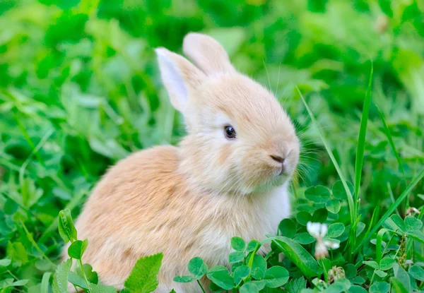 Little rabbit on green grass — Stock Photo, Image