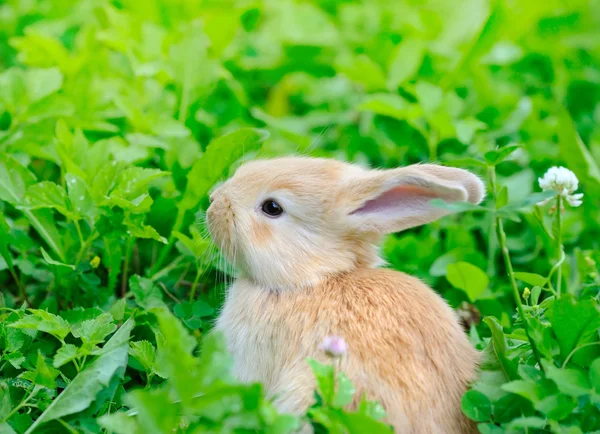 Little rabbit on green grass — Stock Photo, Image