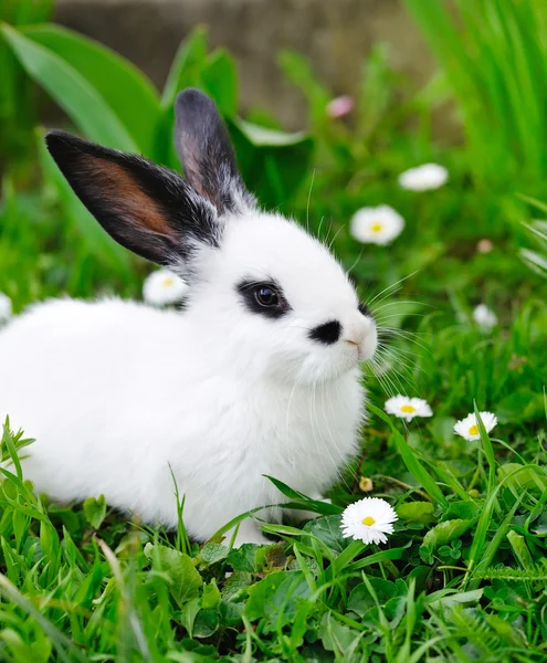 Baby wit konijn op gras — Stockfoto