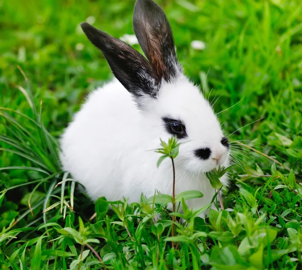 Baby wit konijn op gras — Stockfoto