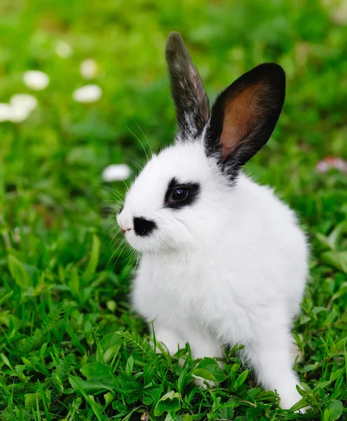 Дитячий білий кролик на траві — стокове фото