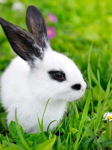 Baby weißes Kaninchen auf Gras — Stockfoto