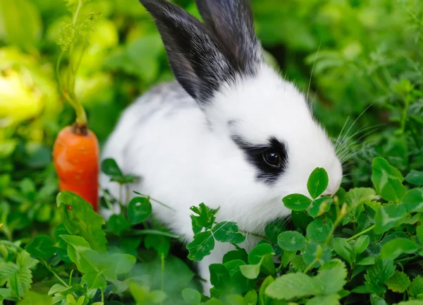Zabawne dziecko białego królika z marchwi na trawie — Zdjęcie stockowe