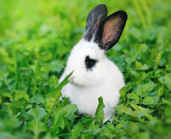 Baby wit konijn op gras — Stockfoto