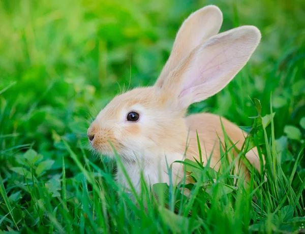 Little rabbit on green grass — Stock Photo, Image