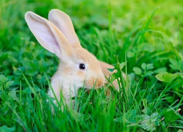 Liten kanin på grönt gräs — Stockfoto