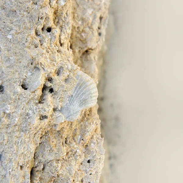 Eingebettetes Fossil einer Muschel in einem Felsen — Stockfoto