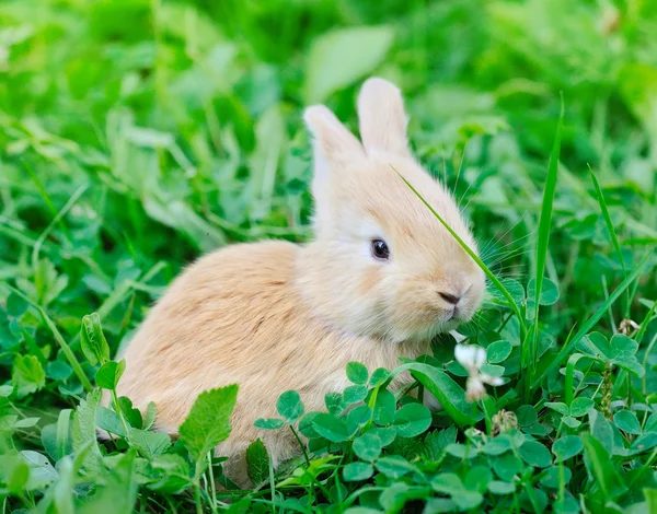 Little rabbit on green grass — Stock Photo, Image