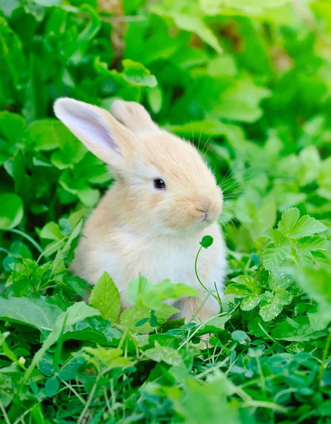 Petit lapin sur herbe verte — Photo