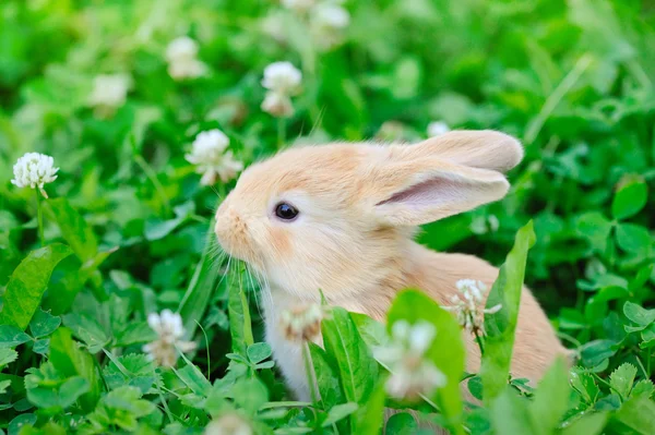 푸른 풀 위에 있는 토끼 — 스톡 사진