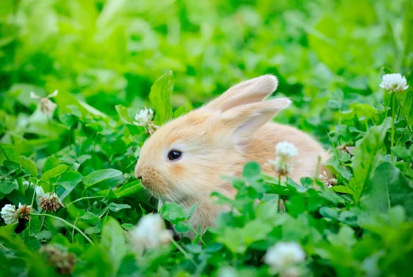 Malý králík na zelené trávě — Stock fotografie