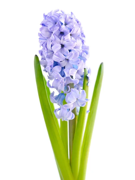 Blauwe hyacint op witte achtergrond — Stockfoto