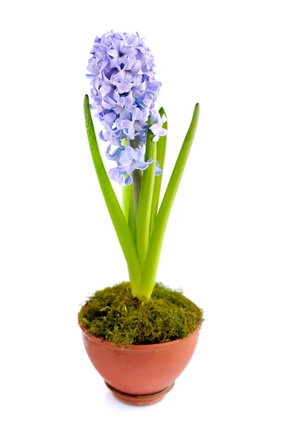 Beautiful blue hyacinth on a white background — Stock Photo, Image