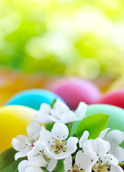 Gekleurde Pasen eieren met witte bloemen — Stockfoto