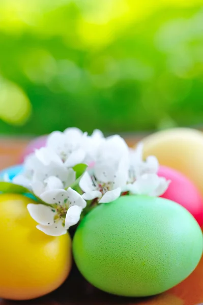 Colored easter eggs with white flowers — Stock Photo, Image