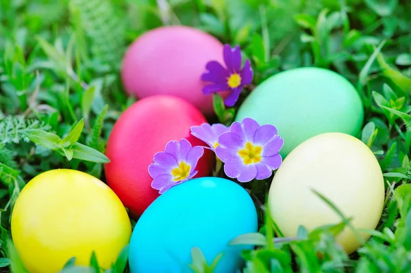 Färgade påskägg med blommor primrose på grönt gräs — Stockfoto