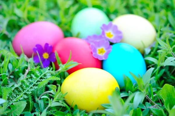 Цветные пасхальные яйца с цветами Primrose на зеленой траве — стоковое фото
