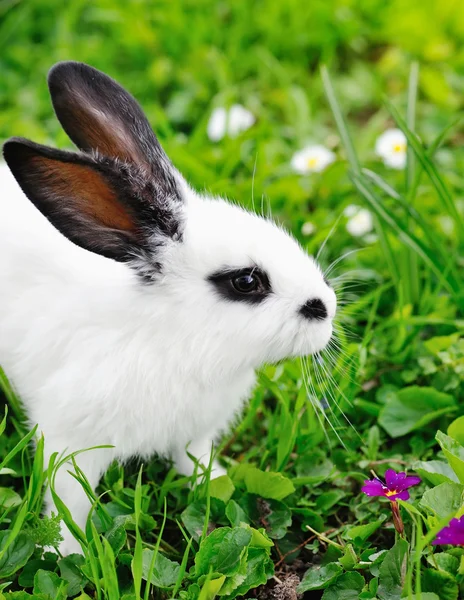 Baby wit konijn op gras — Stockfoto