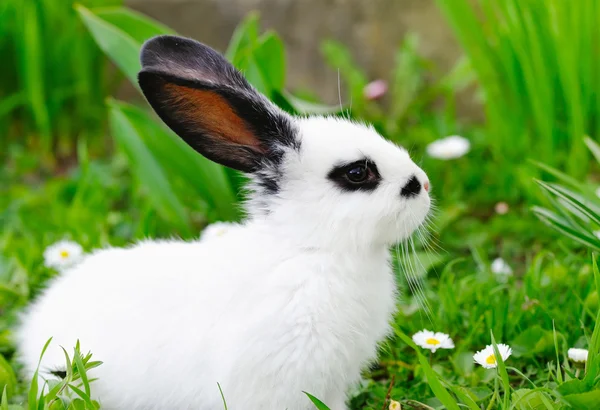 赤ちゃんの白いウサギの草の上 — ストック写真