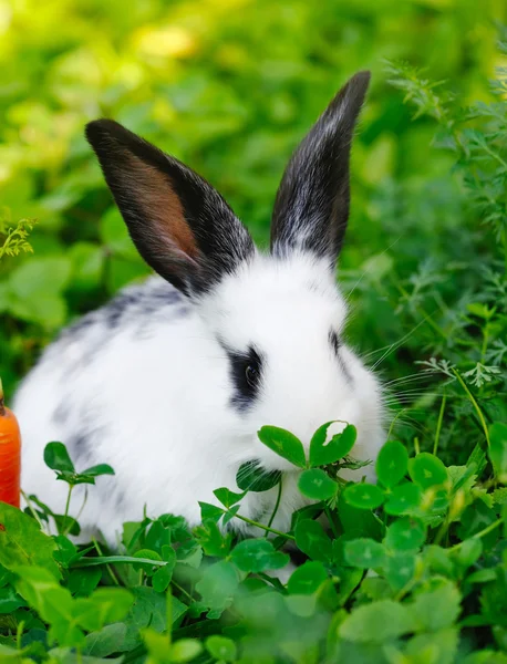 Funny baby white rabbit with a carrot on grass — Stock Photo, Image