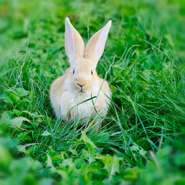 Little rabbit on green grass — Stock Photo, Image