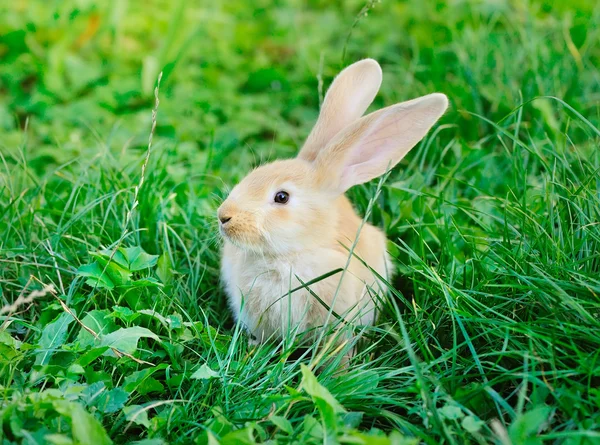 Küçük tavşan yeşil çimlerin üzerinde — Stok fotoğraf