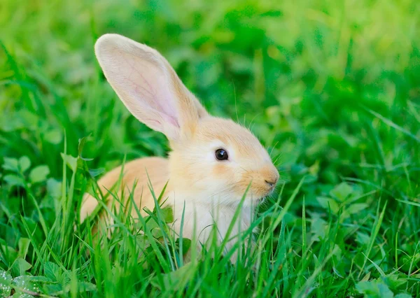 Piccolo coniglio su erba verde — Foto Stock