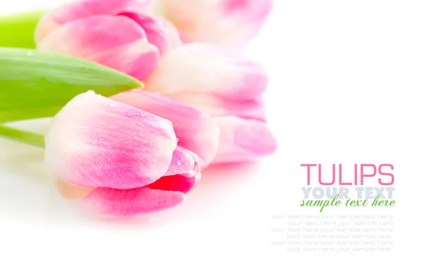 Άνοιξη λουλούδι ροζ τουλίπες μπουκέτο απομονώνονται σε λευκό φόντο — Φωτογραφία Αρχείου