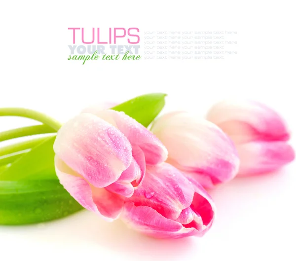 Spring flower pink tulips bouquet isolated on white background — Stock Photo, Image