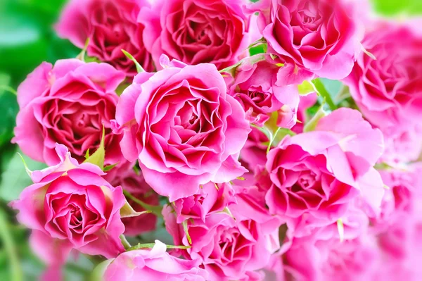 Romantic background with pink roses — Stock Photo, Image