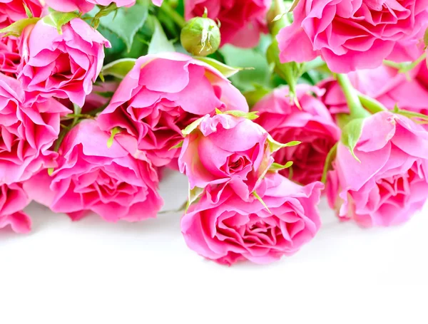 Roze rozen geïsoleerd op witte achtergrond — Stockfoto