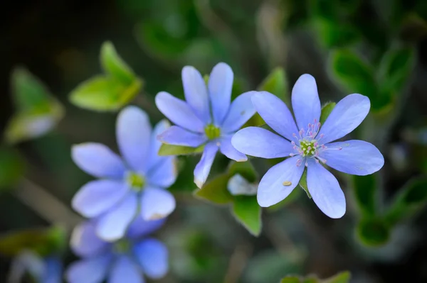 Floraison dans la forêt printanière Hepatica nobilis — Photo