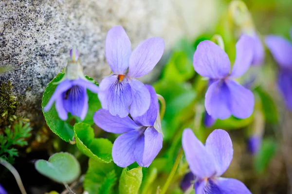 Fiori viola (Viola odorata ) — Foto Stock