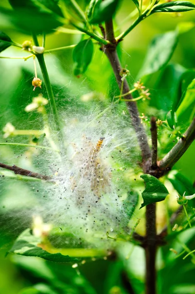Gąsienice kokon na Busha — Zdjęcie stockowe