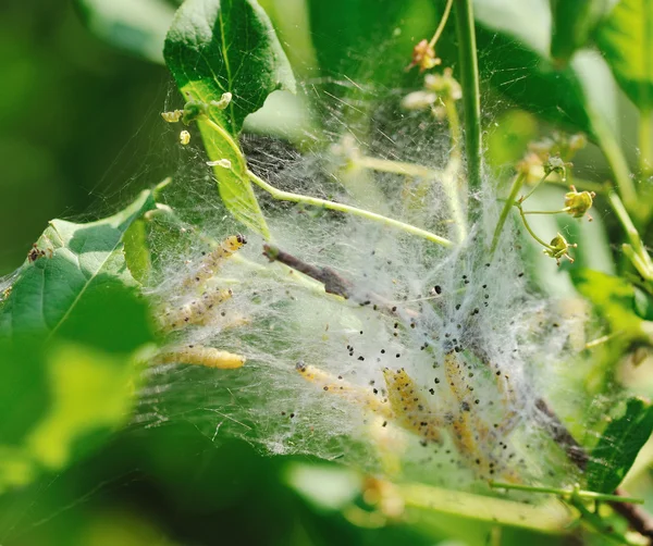 Caterpillars cocoon on the bush — Stock Photo, Image