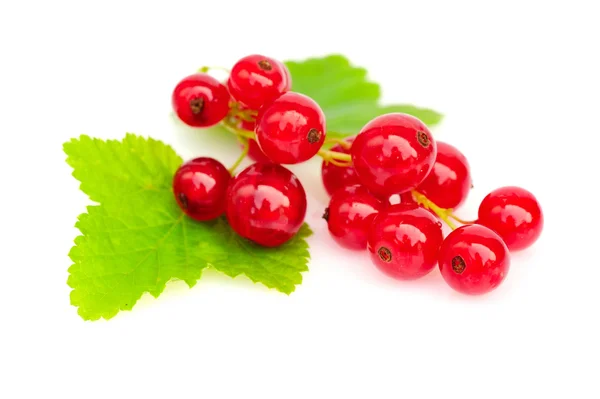 Rote Johannisbeeren und grüne Blätter auf weißem Hintergrund — Stockfoto