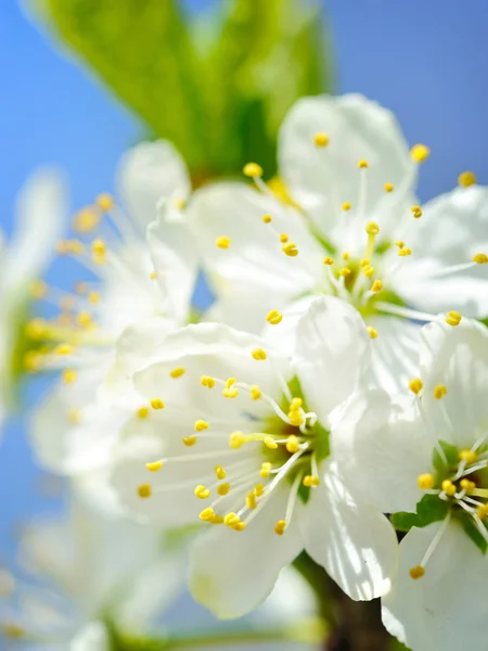 Flores de cerejeira contra um céu azul — Fotografia de Stock