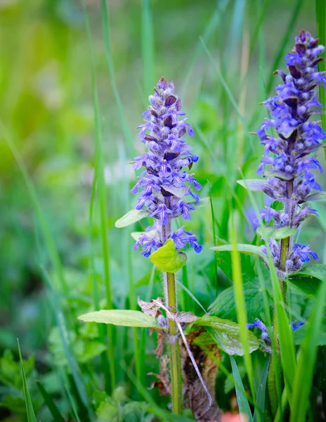 Spring meadow (Ajuga reptans), natural background — Stock Photo, Image