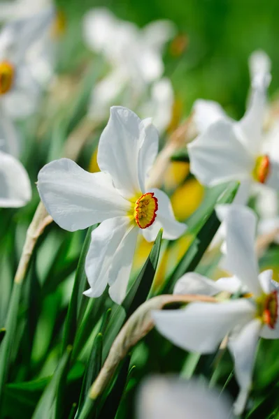 Flores de Narcissus poeticus del narciso, — Foto de Stock